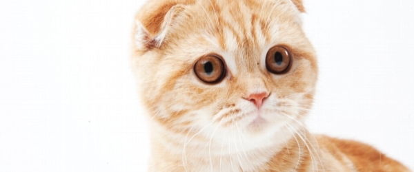 猫の角膜炎とは？