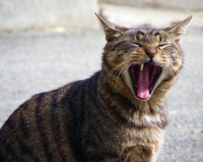 口内炎になった猫のイメージ